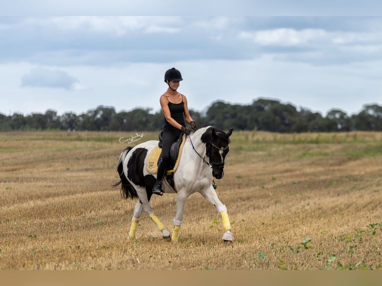 Altri pony/cavalli di piccola taglia Giumenta 4 Anni 153 cm Pezzato in Poznań