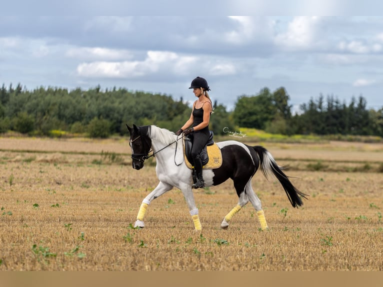 Altri pony/cavalli di piccola taglia Giumenta 4 Anni 153 cm Pezzato in Poznań