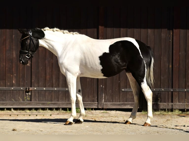 Altri pony/cavalli di piccola taglia Giumenta 4 Anni 153 cm Pezzato in Poznań