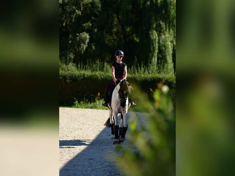 Altri pony/cavalli di piccola taglia Giumenta 4 Anni 153 cm Pezzato in Poznań