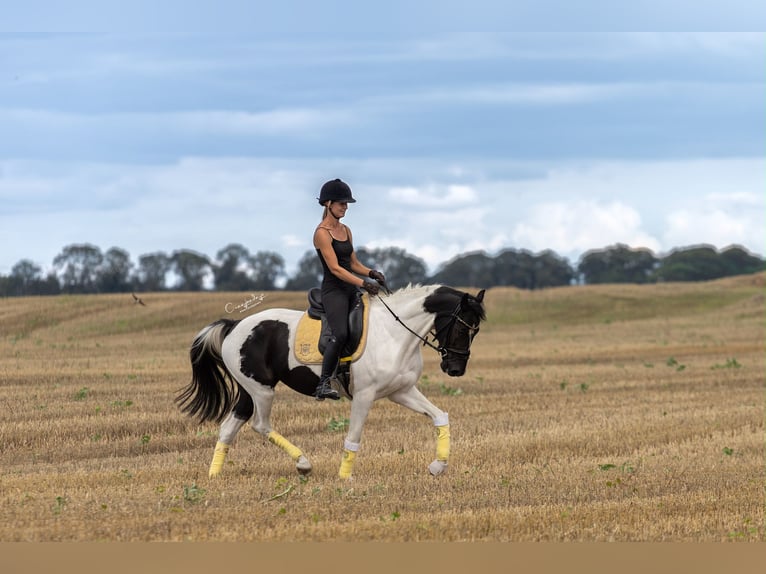 Altri pony/cavalli di piccola taglia Giumenta 4 Anni 153 cm Pezzato in Poznań