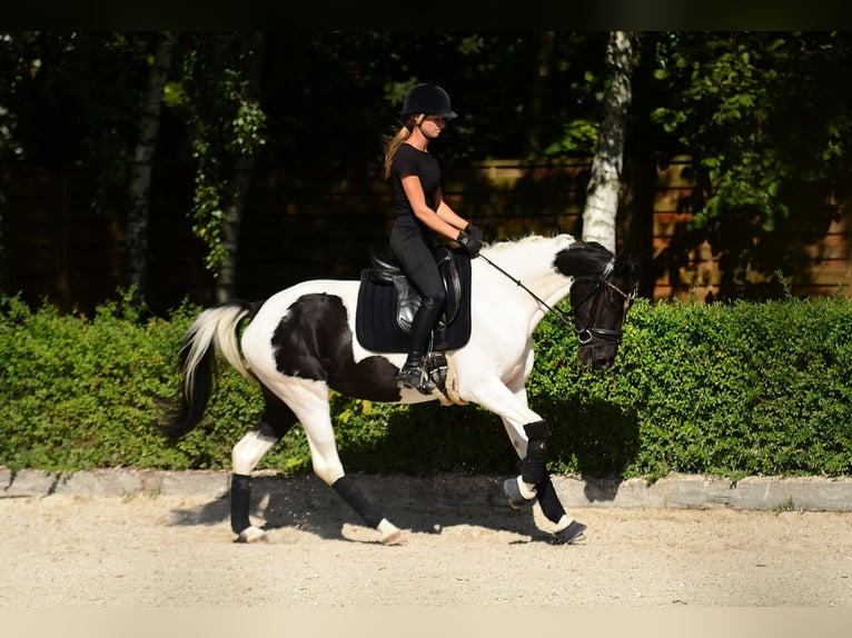 Altri pony/cavalli di piccola taglia Giumenta 4 Anni 153 cm Pezzato in Poznań