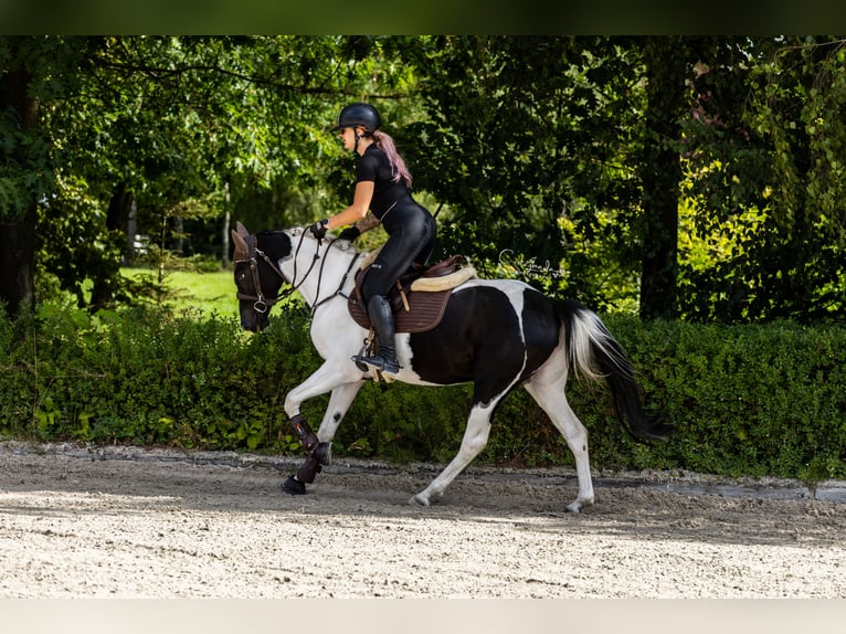 Altri pony/cavalli di piccola taglia Giumenta 4 Anni 153 cm Pezzato in Poznań