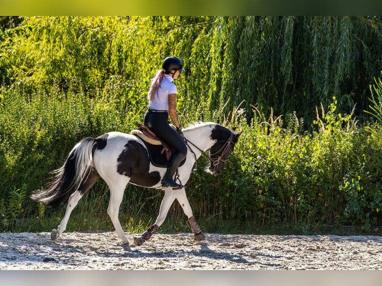 Altri pony/cavalli di piccola taglia Giumenta 4 Anni 153 cm Pezzato in Poznań
