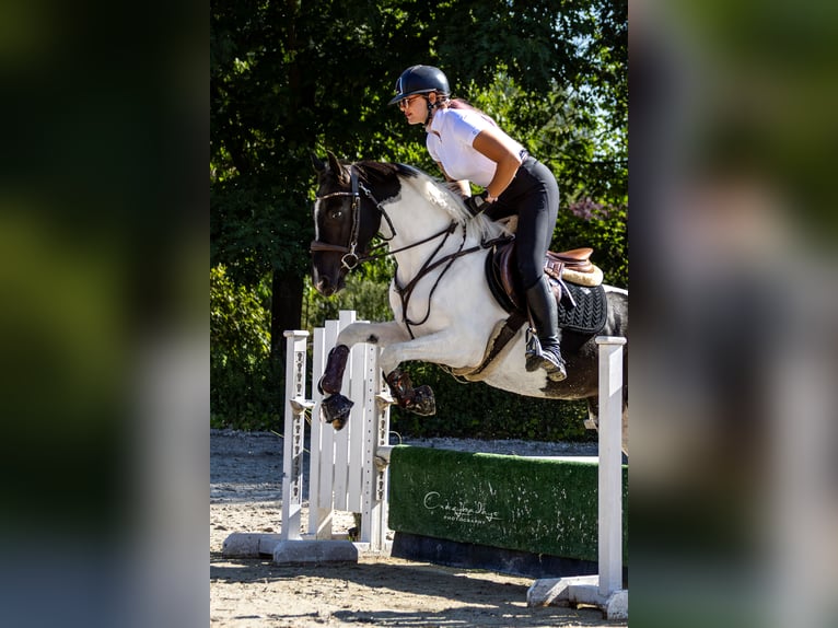 Altri pony/cavalli di piccola taglia Giumenta 4 Anni 153 cm Pezzato in Poznań