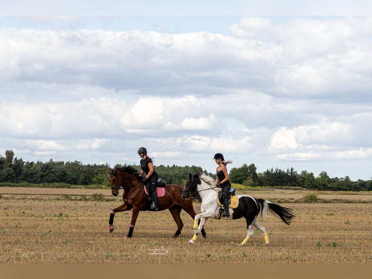 Altri pony/cavalli di piccola taglia Giumenta 4 Anni 153 cm Pezzato in Poznań
