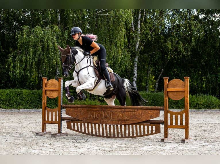 Altri pony/cavalli di piccola taglia Giumenta 4 Anni 153 cm Pezzato in Poznań