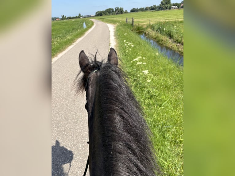 Altri pony/cavalli di piccola taglia Giumenta 4 Anni 155 cm Morello in Bergen (NH)