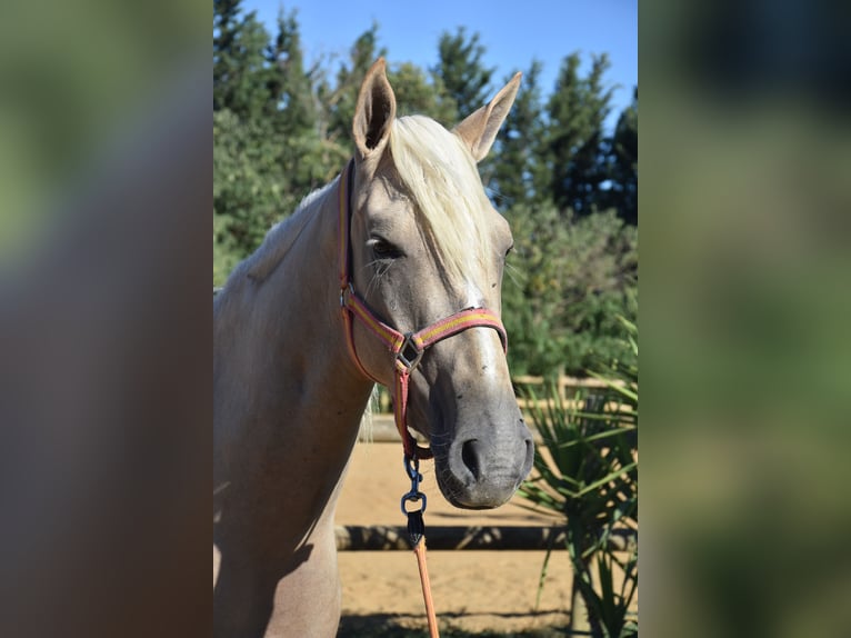 Altri pony/cavalli di piccola taglia Giumenta 4 Anni 155 cm Palomino in Aimargues