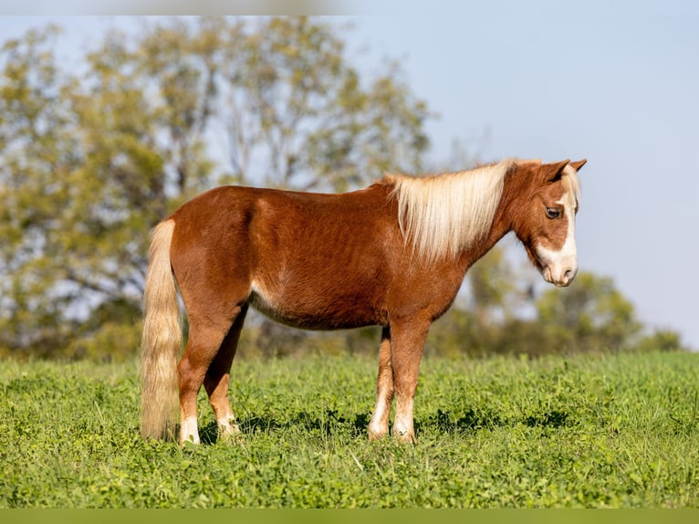 Altri pony/cavalli di piccola taglia Giumenta 4 Anni 99 cm Sauro ciliegia in Ewing
