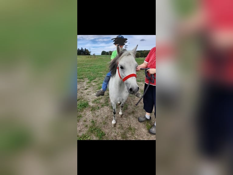 Altri pony/cavalli di piccola taglia Mix Giumenta 5 Anni 105 cm Grigio pezzato in Bad Saulgau