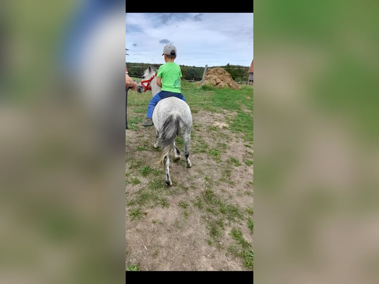 Altri pony/cavalli di piccola taglia Mix Giumenta 5 Anni 105 cm Grigio pezzato in Bad Saulgau