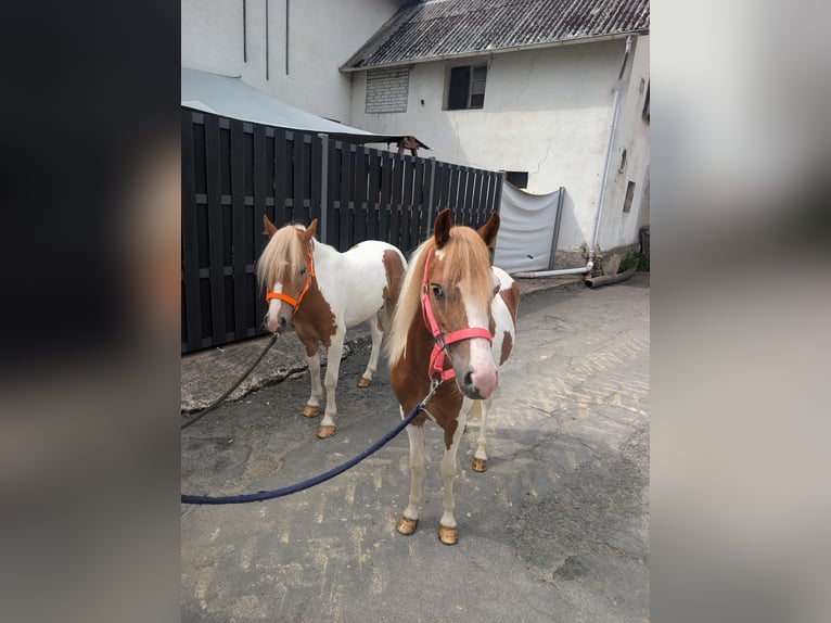 Altri pony/cavalli di piccola taglia Giumenta 5 Anni 120 cm Pezzato in Morsbach