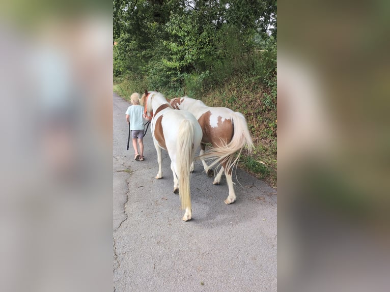 Altri pony/cavalli di piccola taglia Giumenta 5 Anni 120 cm Pezzato in Morsbach