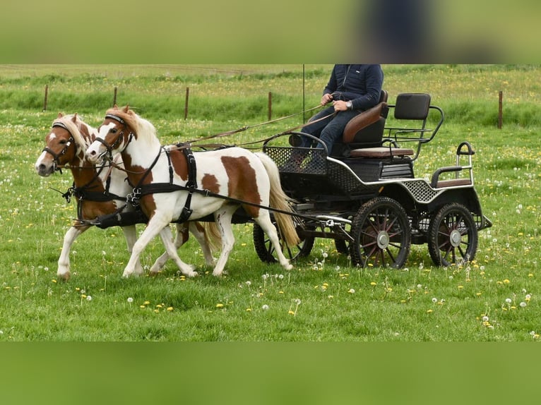 Altri pony/cavalli di piccola taglia Giumenta 5 Anni 120 cm Pezzato in Morsbach