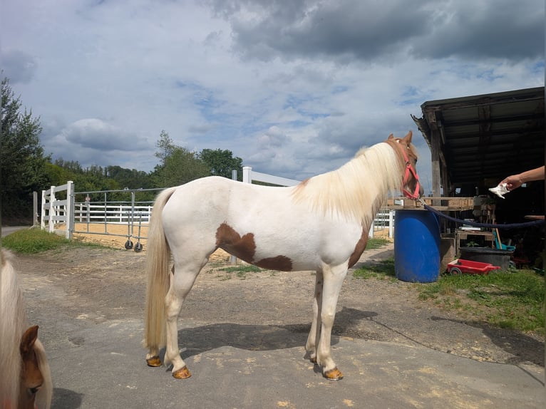 Altri pony/cavalli di piccola taglia Giumenta 5 Anni 120 cm Pezzato in Morsbach