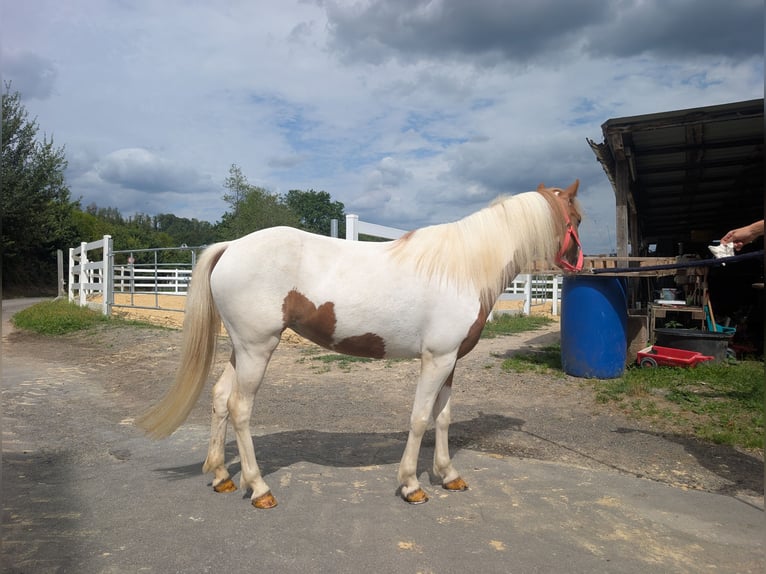 Altri pony/cavalli di piccola taglia Giumenta 5 Anni 120 cm Pezzato in Morsbach