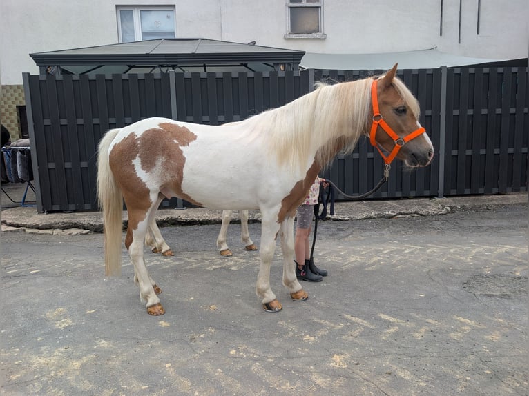 Altri pony/cavalli di piccola taglia Giumenta 5 Anni 120 cm Pezzato in Morsbach