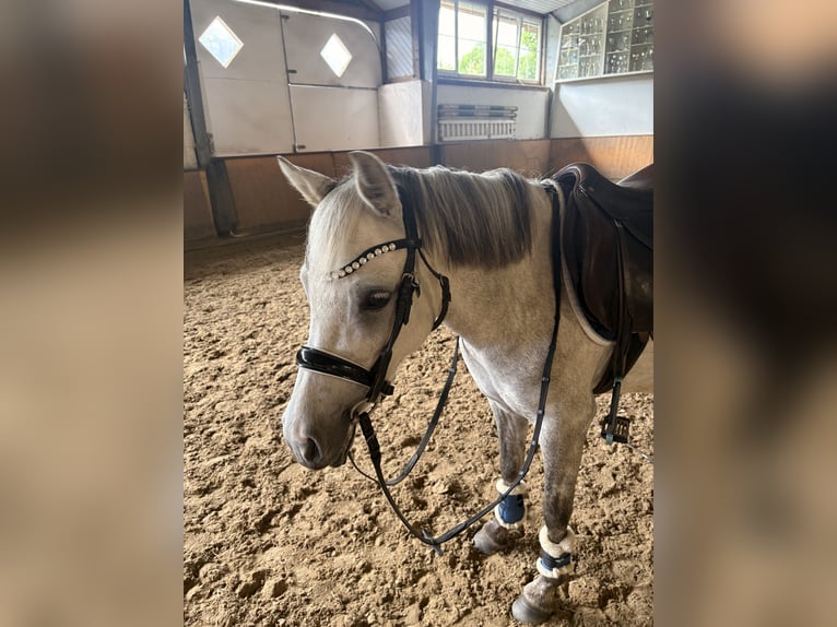 Altri pony/cavalli di piccola taglia Giumenta 5 Anni 122 cm Grigio in Wächtersbach