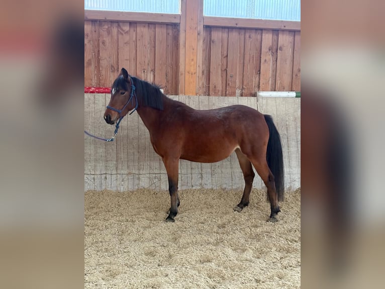 Altri pony/cavalli di piccola taglia Giumenta 5 Anni 128 cm Sauro scuro in Dorfbeuern