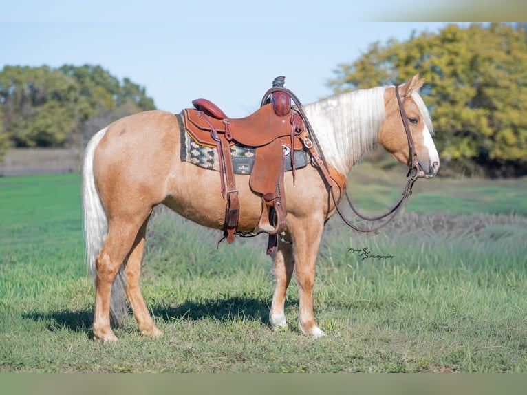 Altri pony/cavalli di piccola taglia Giumenta 5 Anni 135 cm Palomino in Weaubleau