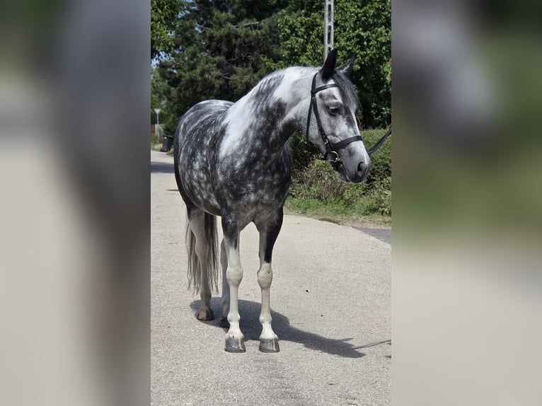 Altri pony/cavalli di piccola taglia Giumenta 5 Anni 136 cm Pezzato in Rechnitz