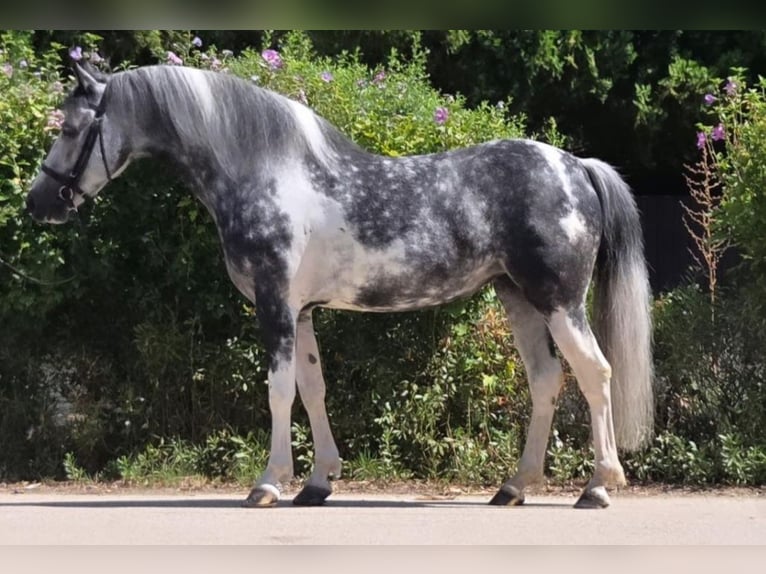 Altri pony/cavalli di piccola taglia Giumenta 5 Anni 136 cm Pezzato in Rechnitz