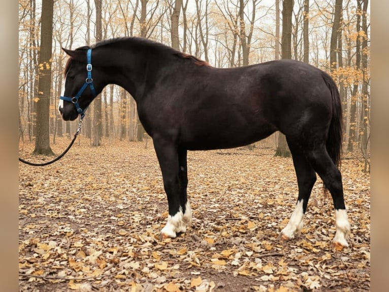 Altri pony/cavalli di piccola taglia Giumenta 5 Anni 137 cm Morello in Békéscsaba