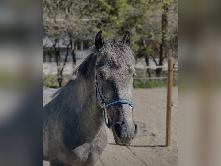 Altri pony/cavalli di piccola taglia Giumenta 5 Anni 140 cm Grigio in Eben im PongaU