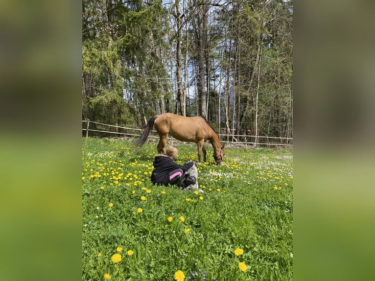 Altri pony/cavalli di piccola taglia Giumenta 5 Anni 144 cm Baio chiaro in Vandans