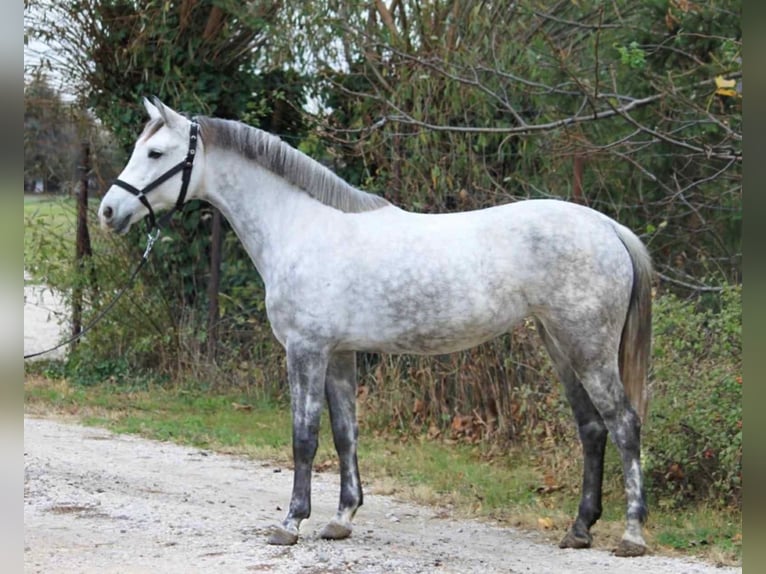 Altri pony/cavalli di piccola taglia Giumenta 5 Anni 145 cm Grigio in Szarvas