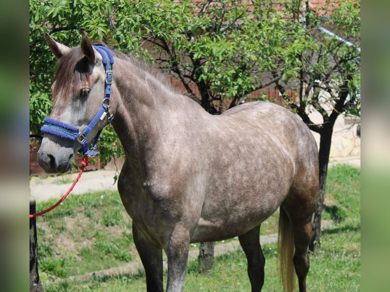 Altri pony/cavalli di piccola taglia Giumenta 5 Anni 145 cm Grigio pezzato in Békés