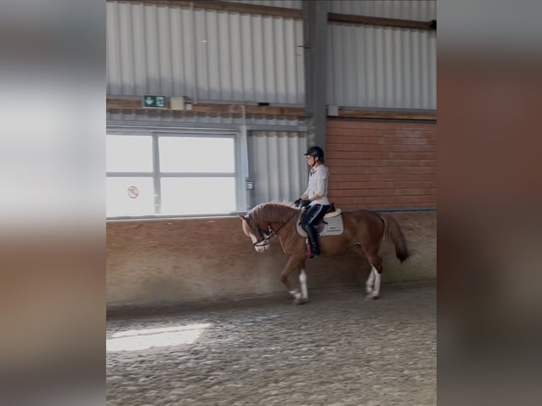 Altri pony/cavalli di piccola taglia Giumenta 5 Anni 145 cm Sauro in Salzbergen