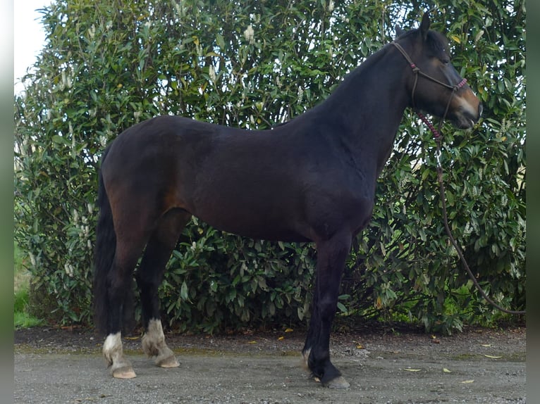Altri pony/cavalli di piccola taglia Mix Giumenta 5 Anni 146 cm Baio in Lathen