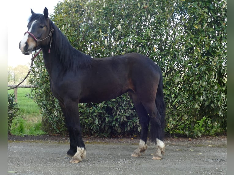 Altri pony/cavalli di piccola taglia Mix Giumenta 5 Anni 146 cm Baio in Lathen