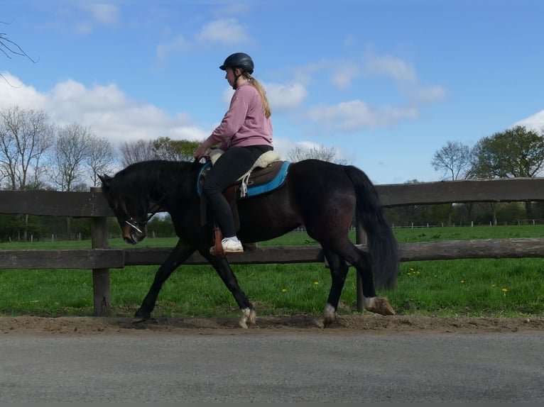 Altri pony/cavalli di piccola taglia Mix Giumenta 5 Anni 146 cm Baio in Lathen