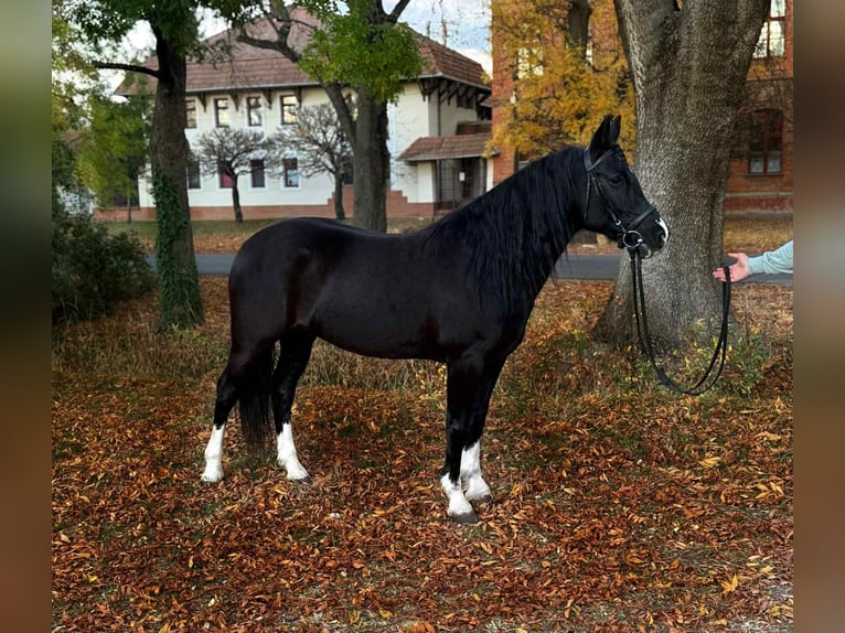 Altri pony/cavalli di piccola taglia Giumenta 5 Anni 147 cm Morello in Csabaszabadi