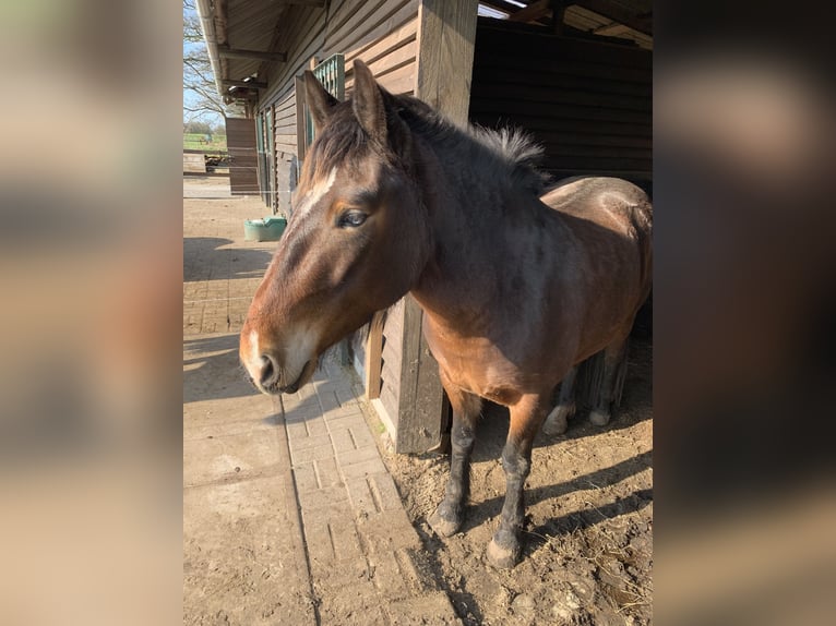 Altri pony/cavalli di piccola taglia Giumenta 5 Anni 148 cm Baio in Kapellen