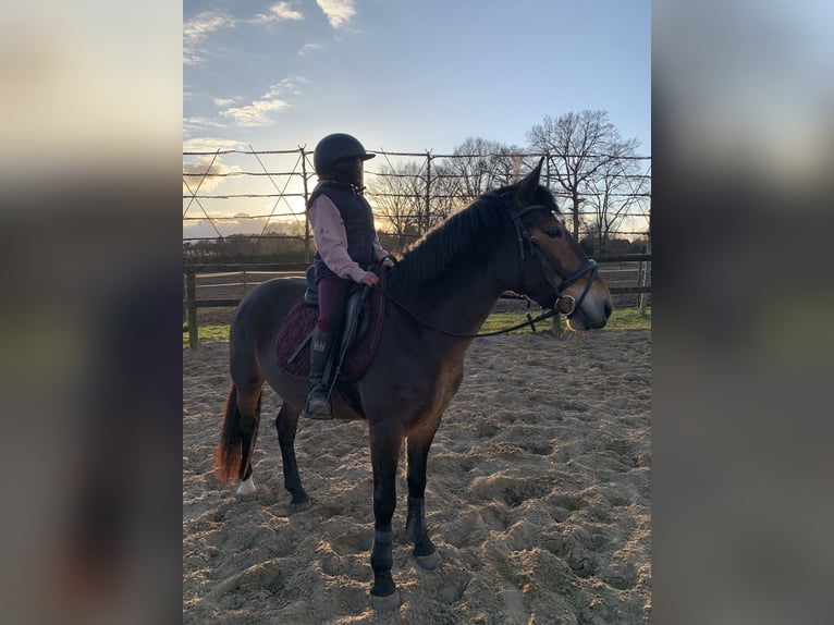 Altri pony/cavalli di piccola taglia Giumenta 5 Anni 148 cm Baio in Kapellen