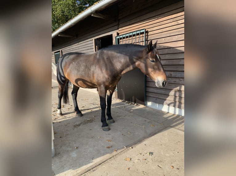 Altri pony/cavalli di piccola taglia Giumenta 5 Anni 148 cm Baio in Kapellen