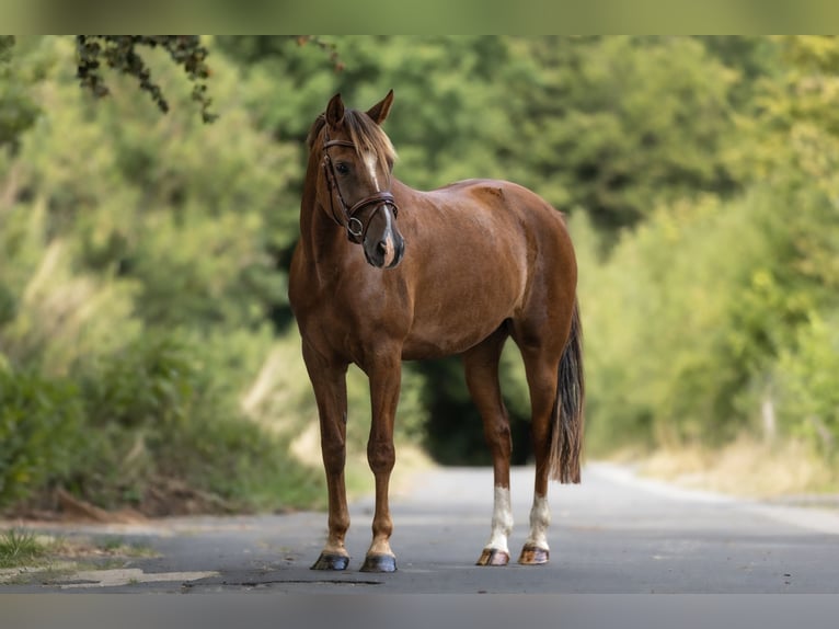 Altri pony/cavalli di piccola taglia Giumenta 5 Anni 148 cm Sauro scuro in Windhagen