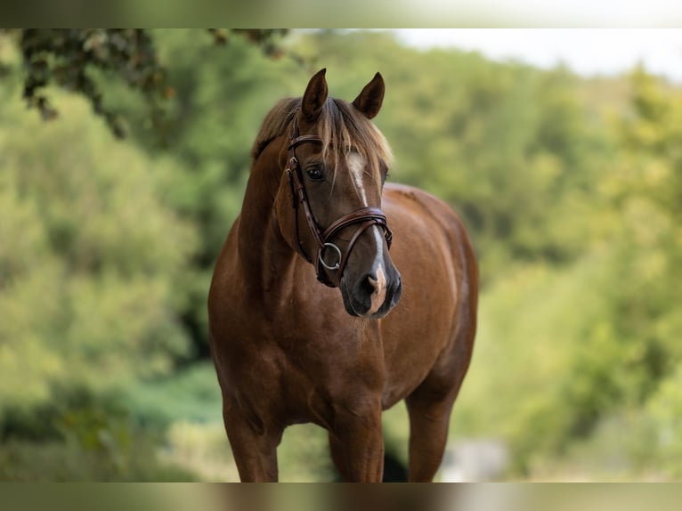 Altri pony/cavalli di piccola taglia Giumenta 5 Anni 148 cm Sauro scuro in Windhagen