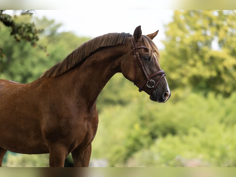 Altri pony/cavalli di piccola taglia Giumenta 5 Anni 148 cm Sauro scuro in Windhagen