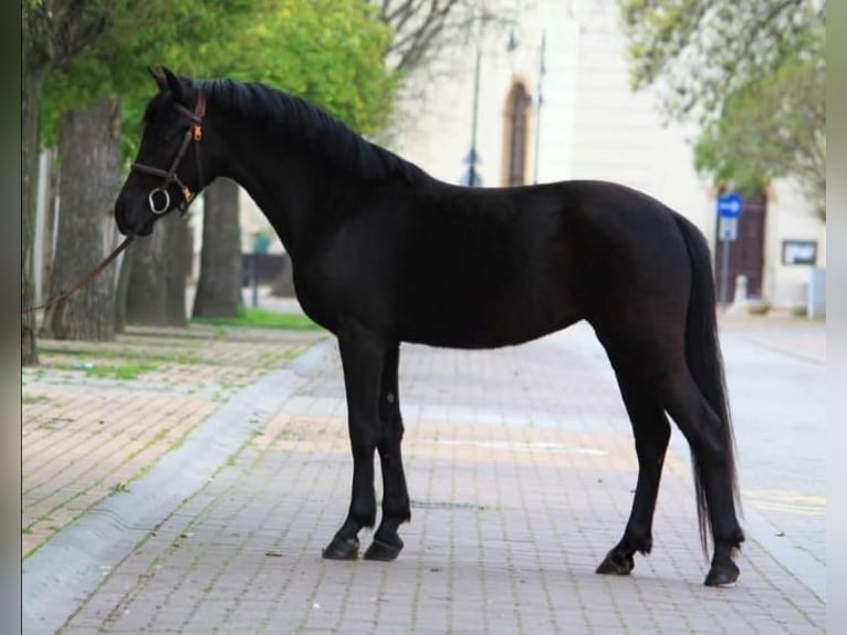 Altri pony/cavalli di piccola taglia Giumenta 5 Anni 149 cm Morello in Debrecen