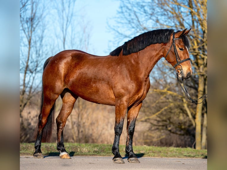 Altri pony/cavalli di piccola taglia Giumenta 5 Anni 150 cm Baio in Békéscsaba
