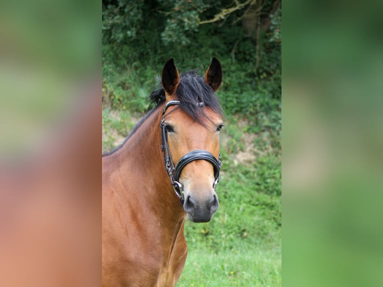 Altri pony/cavalli di piccola taglia Giumenta 5 Anni 150 cm Baio in Graben