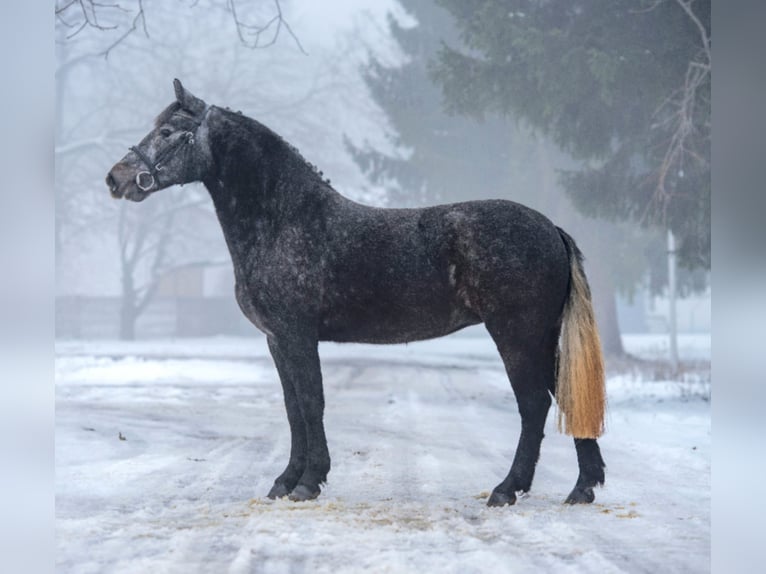 Altri pony/cavalli di piccola taglia Giumenta 5 Anni 150 cm Grigio in Békéscsaba