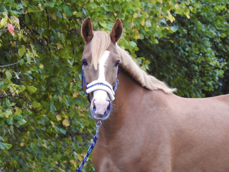 Altri pony/cavalli di piccola taglia Giumenta 5 Anni 150 cm Sauro in Verl