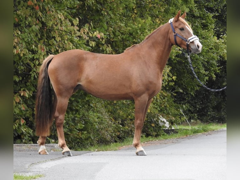 Altri pony/cavalli di piccola taglia Giumenta 5 Anni 150 cm Sauro in Verl
