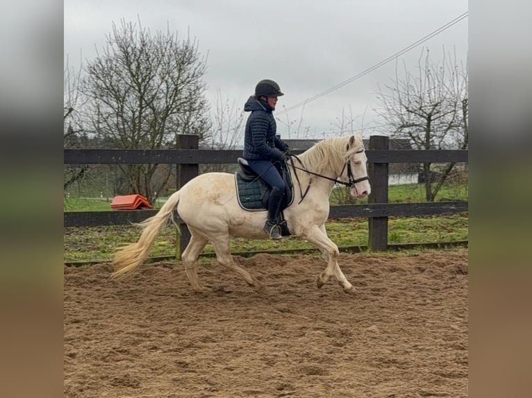 Altri pony/cavalli di piccola taglia Giumenta 5 Anni 152 cm Cremello in Daleiden